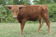 High Stakes x Embassy Sweets bull calf 