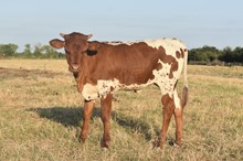 Rocky x Snow Queen heifer