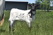 Rocky x Sharp Moonlight heifer