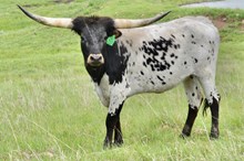 GLR GROUNDED MERMAID