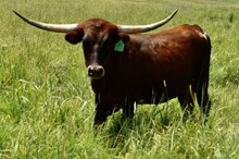 GLR 20 RIO GROUND GAL