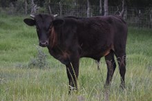 Top Saddle x Diva Bull calf
