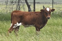 Tejas Ranger x Texana Rembrandt Bull calf 