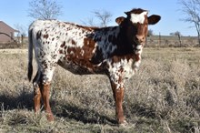 DON x Sonata heifer calf