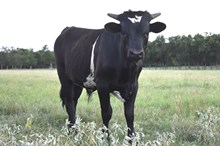 DON x Midnight bull calf