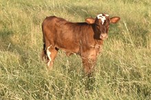 Bout x Porta heifer calf 