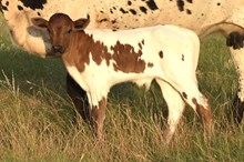 Bout x stormy bull calf