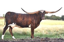 TEXANA REMBRANDT