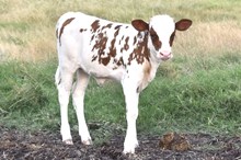 Bout x Texana heifer calf 