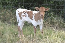 Hangin Tuff x Diamond heifer