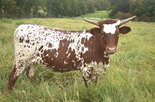 DON x Sonata heifer calf