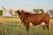 TEXANA REMBRANDT