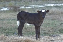 Bout x Midnight heifer calf