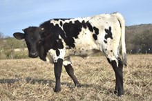 Bout x Magic heifer calf