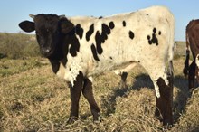 Bout x Moonlight bull calf