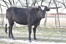 ECL Dart of Midnight