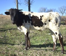 Bout x stormy steer calf