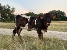 Double S Grand Theft Auto