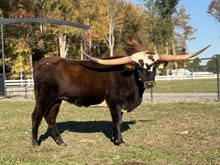 GLR ON ROYAL GROUND GAL