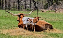 HL Higher Ground x HL Smokin’ Hot Jaynie (H)