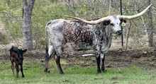 Top Saddle x Diva Bull calf