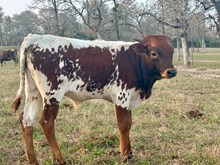 EC Miss Rebel x Higher Ground bull