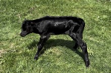 DON x Starry Night bull calf