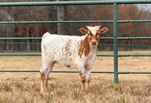 SLL TUFF STRUT