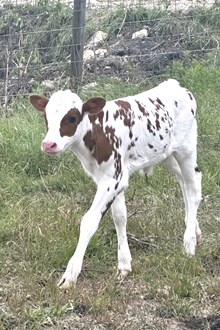 Bout x Texana heifer calf 