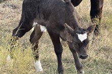 Bout x Midnight heifer calf
