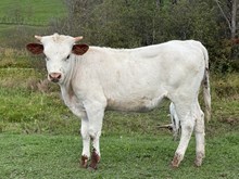 Kelly heifer 