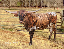 Horseshoe J Isabelle