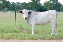 BCR White Feather BCR 412