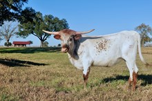 BCR LOVELY TIMES 494